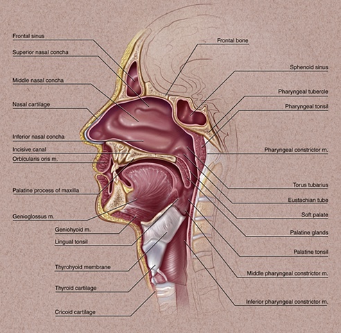 Facial Anatomy & Instruction Oncology Today, 