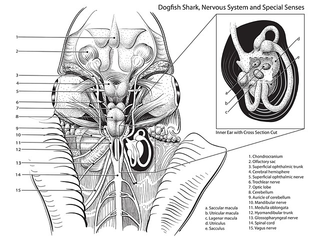 Dogfish Nervous System and Special Senses