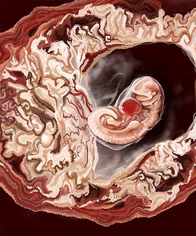5th Week Fetus Illustration by Paxton Allen