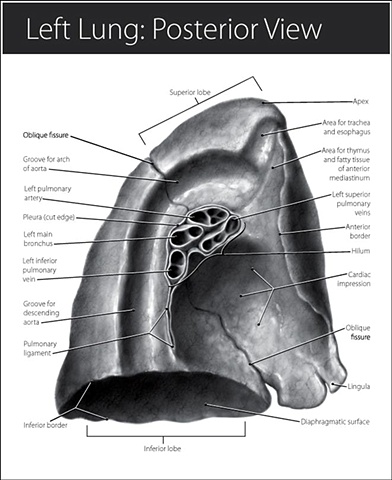 Lung Anatomy Revealed | Linda Y.C. Chao