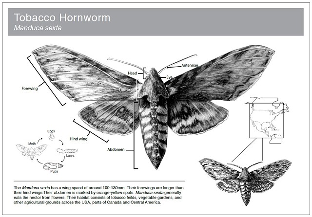 Tobacco Hornworm Scientific Plate