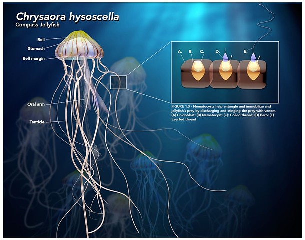 Chrysaora hysoscella Scientific Plate