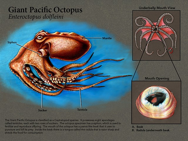 Octopus Marine Scientific Plate