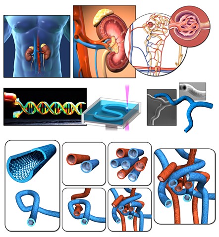 Overview of the proposed Nano3D printing approach to mimic the 3D complexity of the kidney.