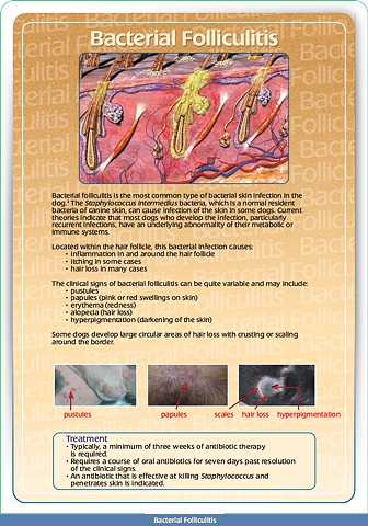Baytril Bacterial Folliculitis