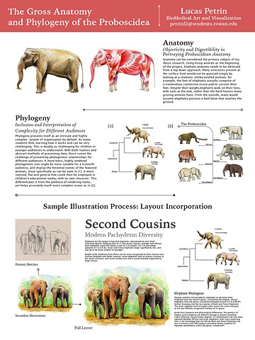 Rowan University Student Scholars Symposium Gross Anatomy Phylogeny of Elephants by Lucas Petrin