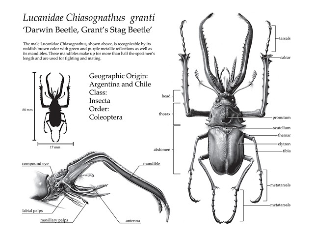 Lucanidae Chiasognathus granti