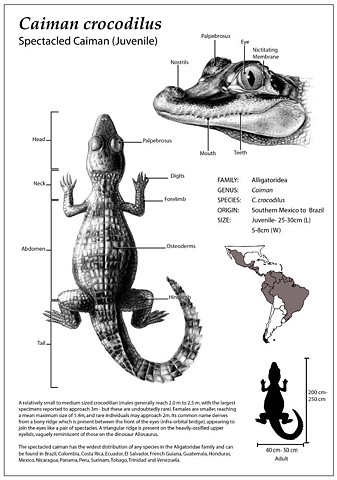 Caiman Crocodilus Scientific Plate