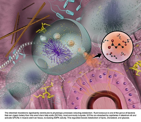 Intestinal Microbiome 3D Visualization
