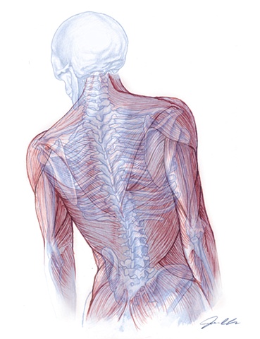 Digital Illustration: Anatomical Study | John Ely
