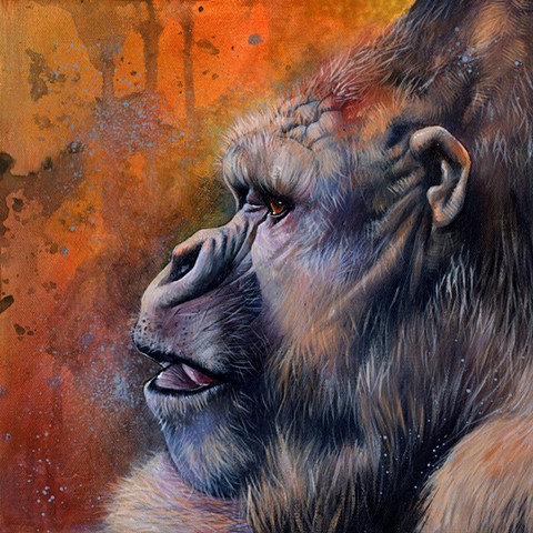 Gorilla