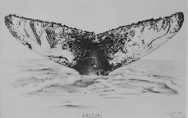 "Falcon"