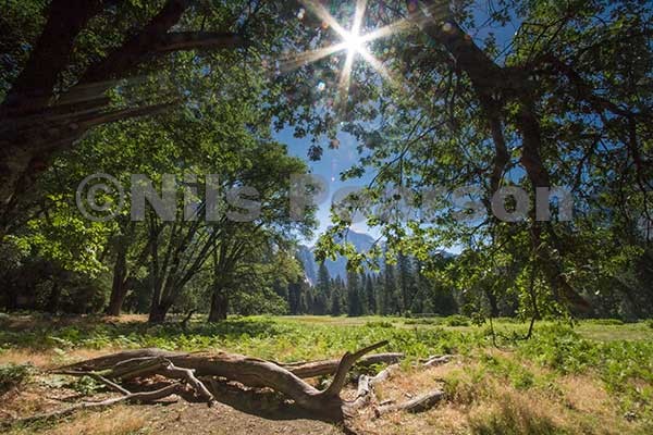 Summer morning in a Yosemite Valley meadow