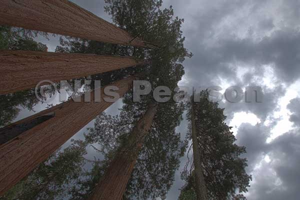 Sequoia Trees Reaching for the clouds