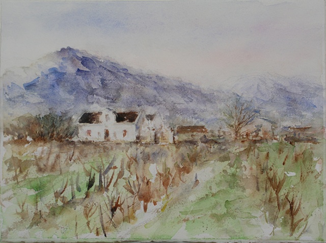 Sauth African Vinyard