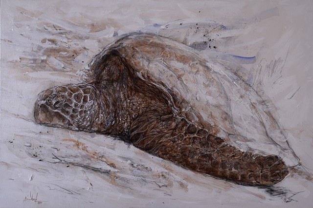 Hawaiian green see turtle