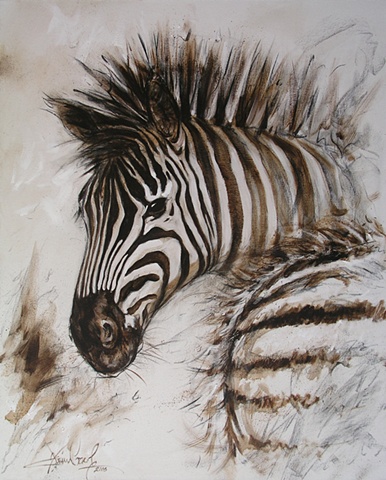 Zebra
