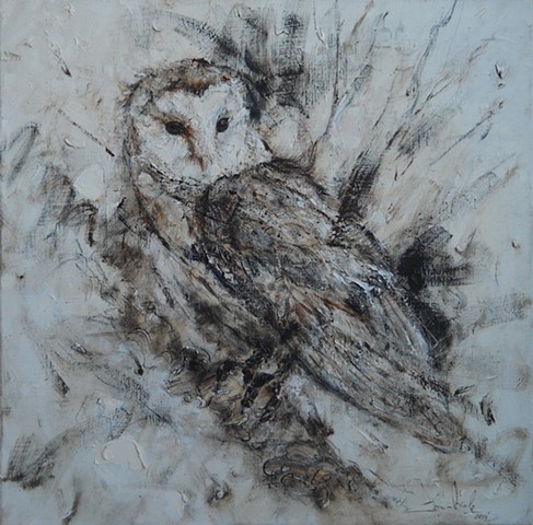 Barn Owl