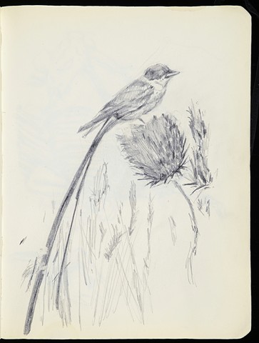 Fork Tailed Flycatcher