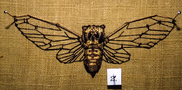 Cicada (detail)
