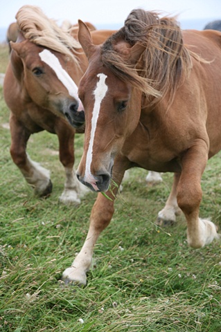 Horses at Play: Brittany