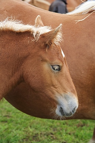 Breton Foal