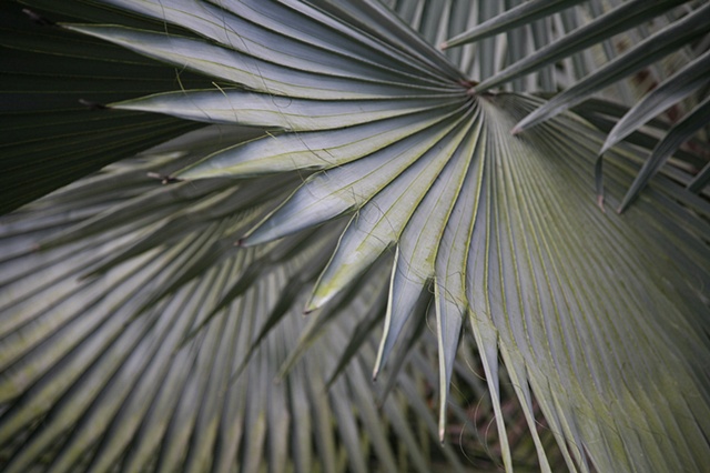 Palm Fronds 1