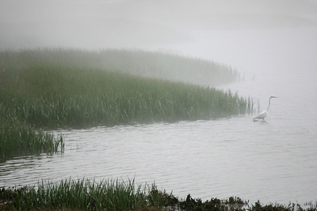 Foggy Lagoon