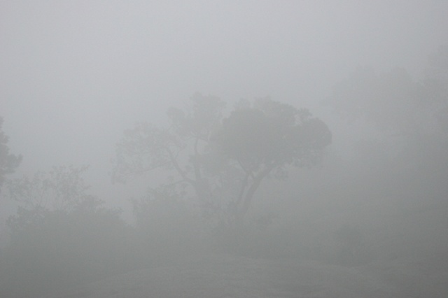 Trees in the Mist - Yellow Mountain