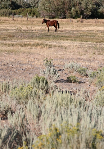 Horse VIII: Nevada