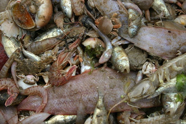 Fisherman's Catch - Jiaonan