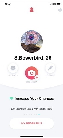 Tender: online dating for birds