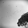 " Seabirds and Tree "



