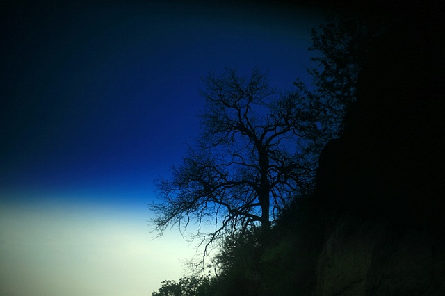 blue oak II