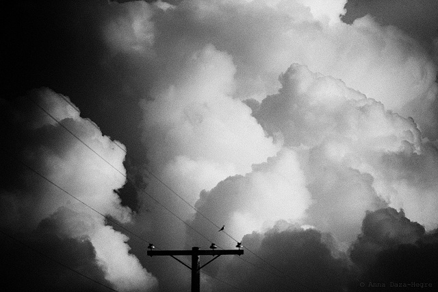 bird, wire, clouds