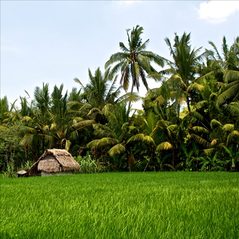The Rice Fields