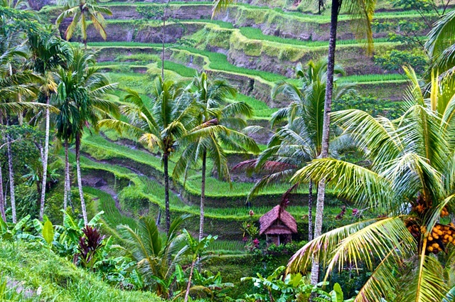 Rice Fields in Tegallalang, Bali
