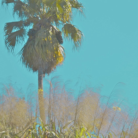Florida Palm