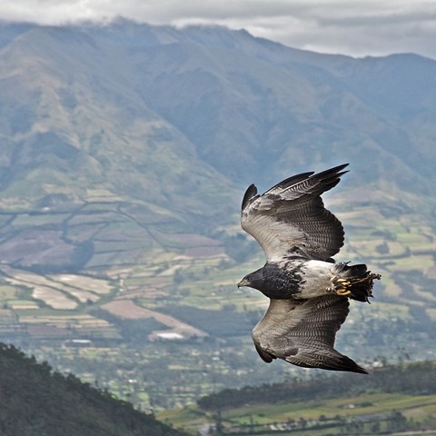 Condor Park, Otavalo, Ecuador