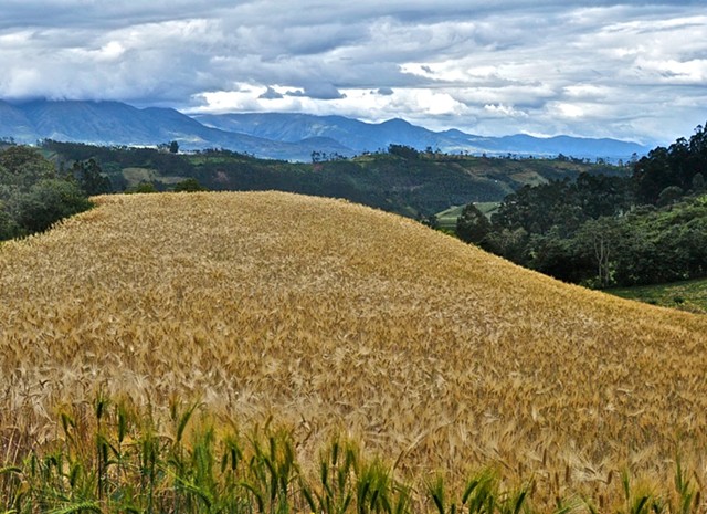 View, wheat, Otavalo Valley, Ecuador