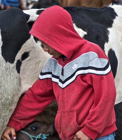 cow, market, Otavalo, Ecuador, boy