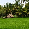 The Rice Fields