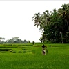 Rice Field #2