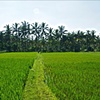 Rice Field in Ubud