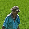 Life in the Rice Field