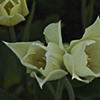 
White Flower #5