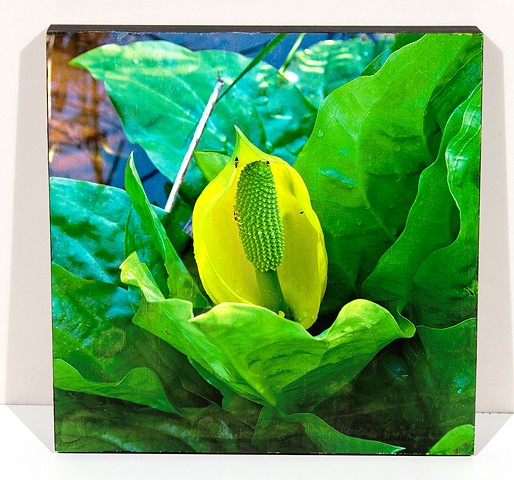 Natural Curves on the Western Skunk Cabbage, Image Transfer on Birch