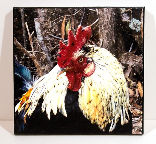 Digital Image Transfer Print:  King of the Feral Roosters