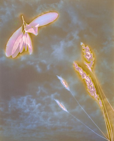 Lumen Prints