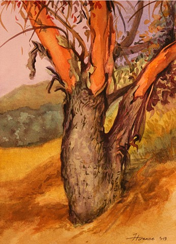 Arroyo Eucalyptus